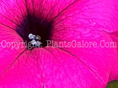 PGC-A-Petunia-Purple-Wave-2010-003