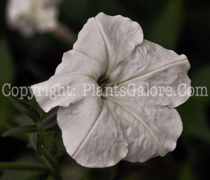 PGC-A-Petunia-axillaris-2010-02