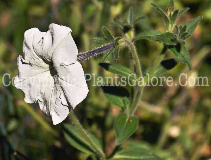 PGC-A-Petunia-axillaris-2010-05