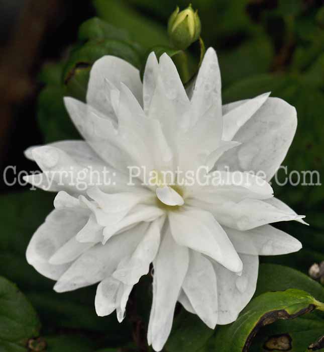 PGC-S-Philadelphus-Snowbelle-01