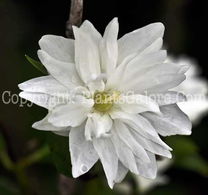 PGC-S-Philadelphus-Snowbelle-04