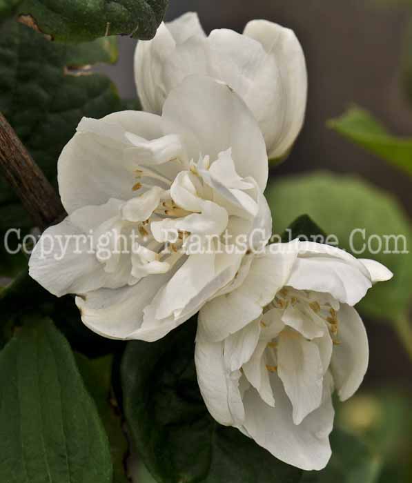 PGC-S-Philadelphus-Snowhite-Fantasy-03