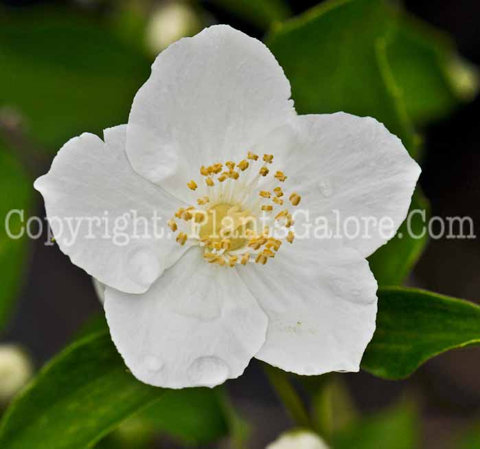 PGC-S-Philadelphus-Innocence-2011-Arrowhead-003