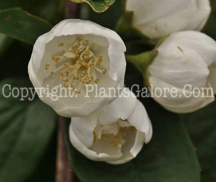 PGC-S-Philadelphus-Snowhite-Fantasy-01