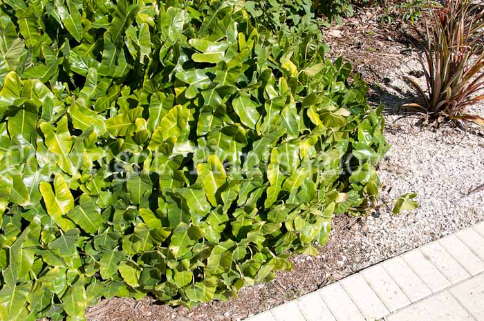 PGC-P-Philodendron-imbe-Burle-Marx-aka-Burle-Marx-Philodendron-0114-1