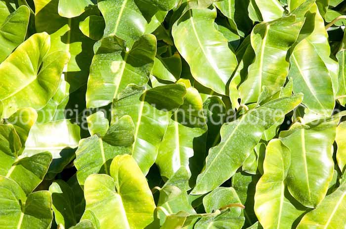 PGC-P-Philodendron-imbe-Burle-Marx-aka-Burle-Marx-Philodendron-0114-2