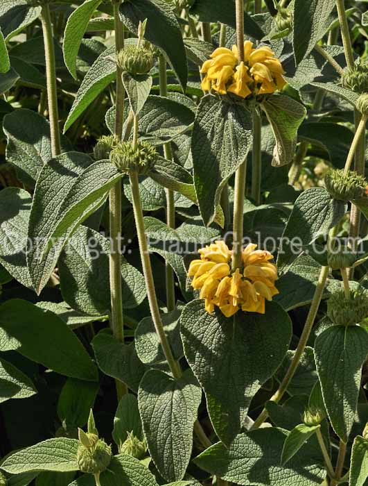 PGC-P-Phlomis-chrysophylla-5