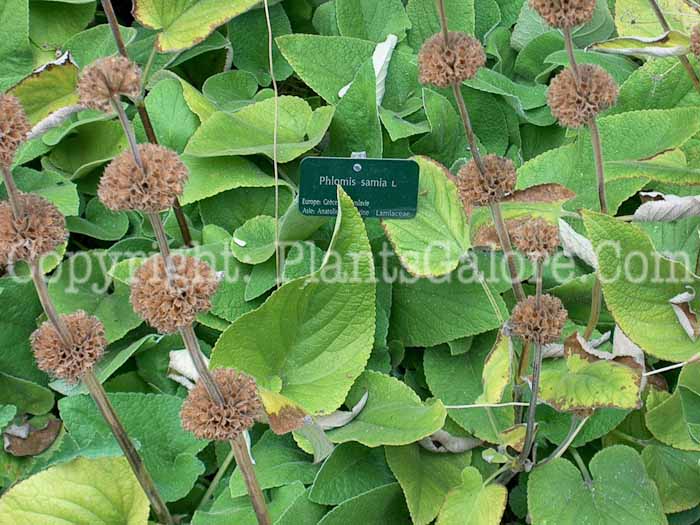 PGC-P-Phlomis-samia-2010-469