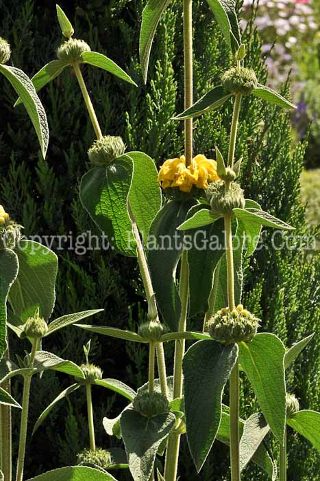 PGC-P-Phlomis-chrysophylla-3