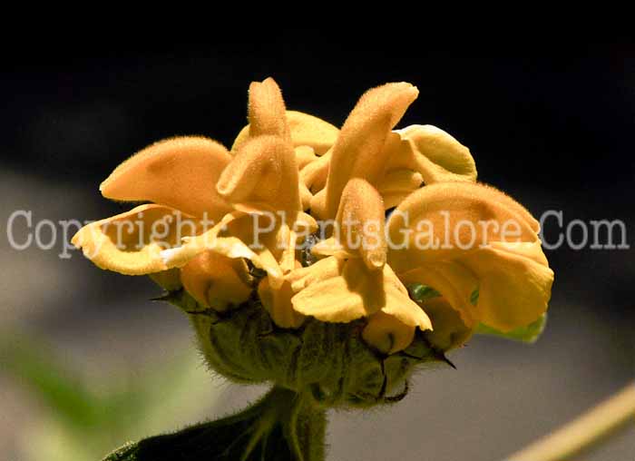 PGC-P-Phlomis-chrysophylla-4-1