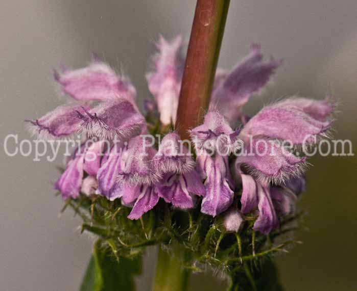 PGC-P-Phlomis-tuberosa-2010-001