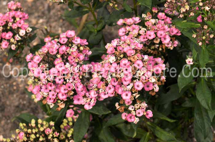 PGC-P-Phlox-Aureole-2010-01