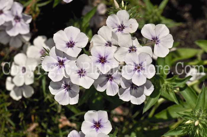 PGC-P-Phlox-Blue-Shades-2010-02