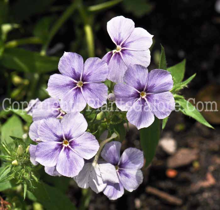 PGC-P-Phlox-Blue-Star-2010-02