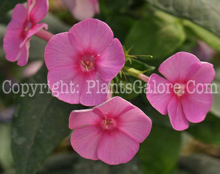 PGC-P-Phlox-Cosmopolitan-Abbotts-08-2011-001