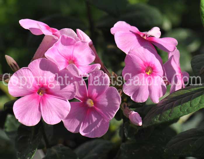 PGC-P-Phlox-Eva-Cullum-2011-02