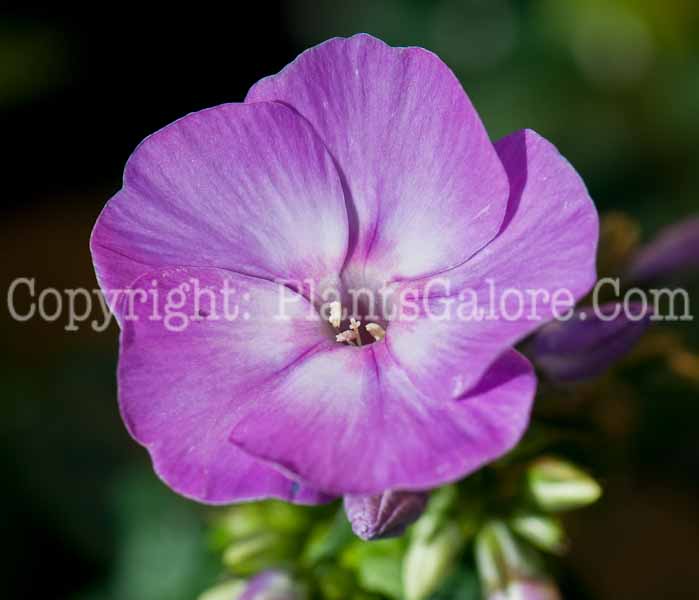 PGC-P-Phlox-Flame-Lilac-0514-1