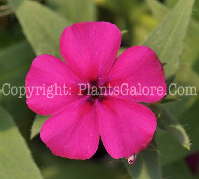 PGC-P-Phlox-Intensia-Cabernet-05-2012-1