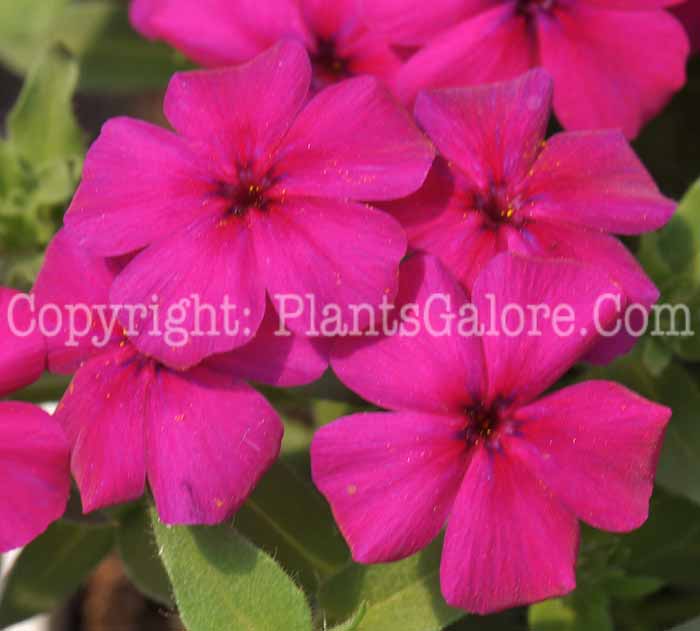 PGC-P-Phlox-Intensia-Cabernet-05-2012-2