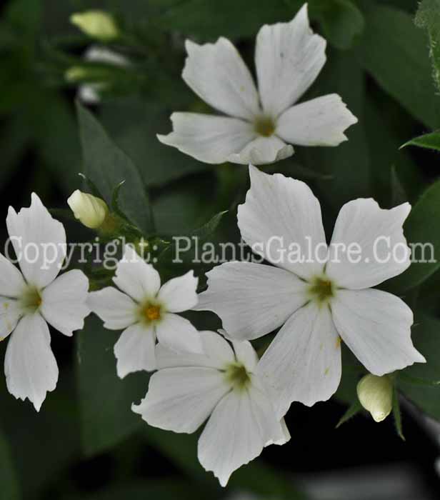 PGC-P-Phlox-Intensia-White-05-2012-1