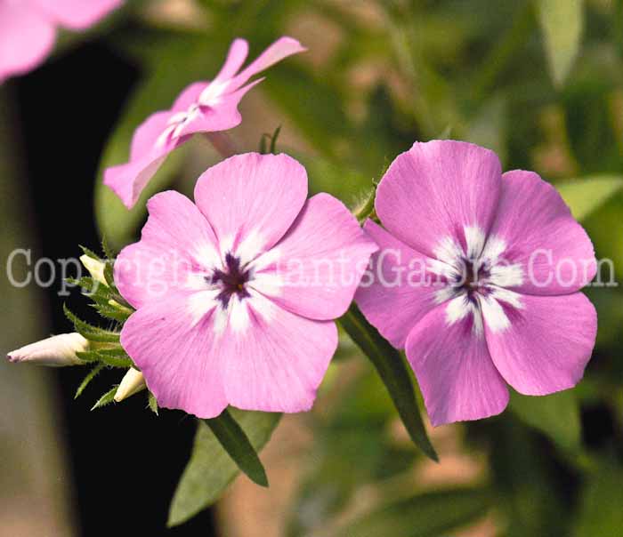 PGC-P-Phlox-Lavender-Glow-2010-001