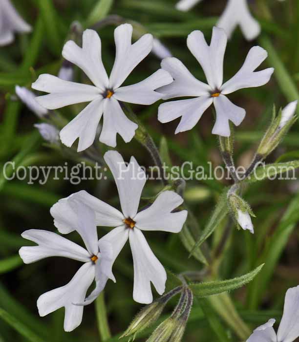 PGC-P-Phlox-bifida-2010-02