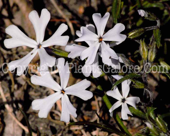 PGC-P-Phlox-bifida-2011-05-001