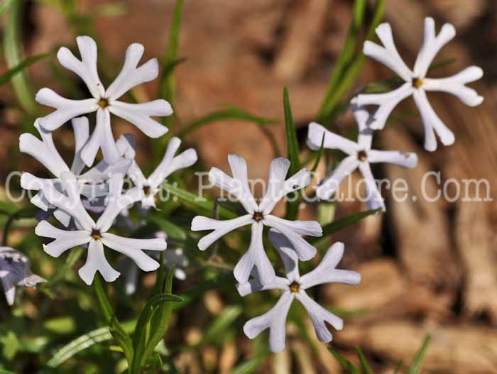 PGC-P-Phlox-bilida-2011-03