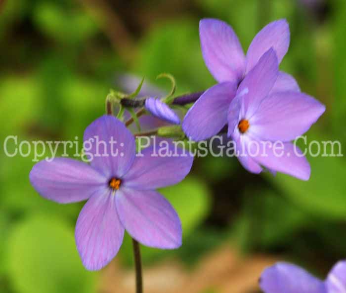 PGC-P-Phlox-divaricata-2011-003