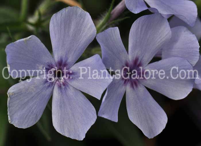 PGC-P-Phlox-divaricata-Chattahoochee-04-2012-1