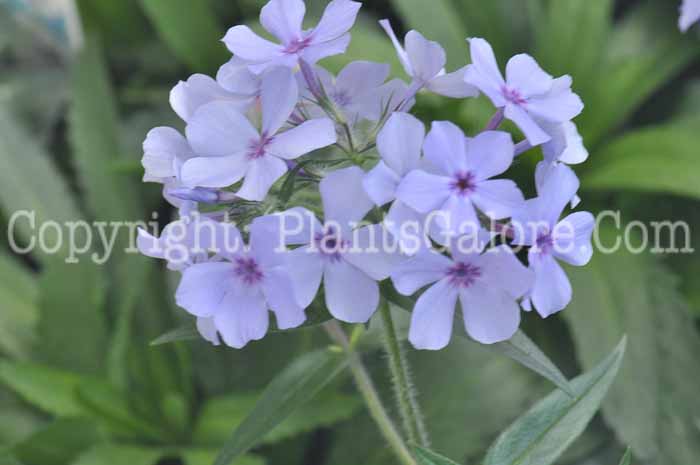 PGC-P-Phlox-divaricata-Chattahoochee-2011-05-001