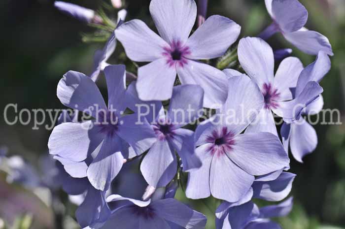 PGC-P-Phlox-divaricata-Chattahoochee-2011-05-004