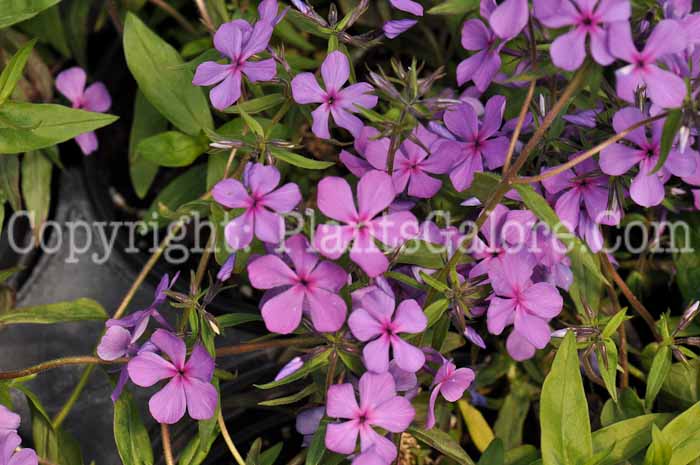 PGC-P-Phlox-divaricata-Plum-Perfect-2010-03