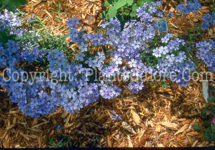 PGC-P-Phlox-divaricata-uu-2010