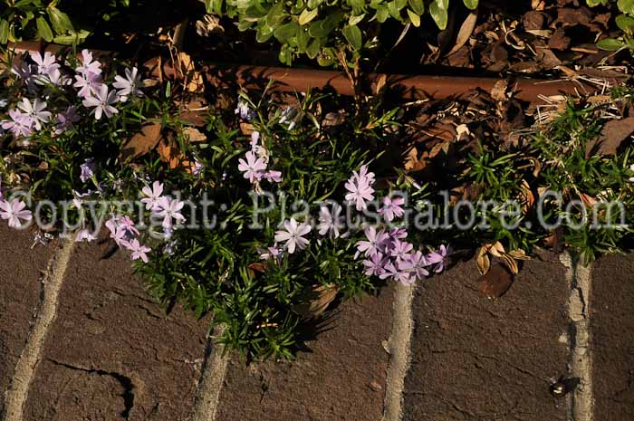 PGC-P-Phlox-diveracata-SC-2-2012-1