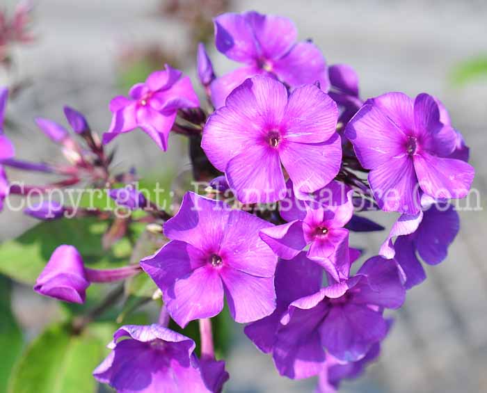 PGC-P-Phlox-paniculata-Blue-Paradise-1013s-1