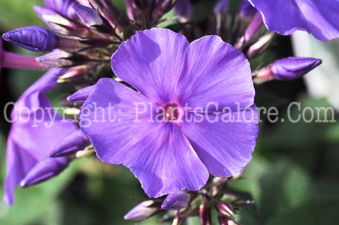 PGC-P-Phlox-paniculata-Blue-Paradise-813-1