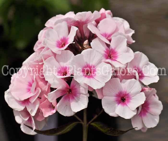 PGC-P-Phlox-paniculata-Bright-Eyes-2010-02
