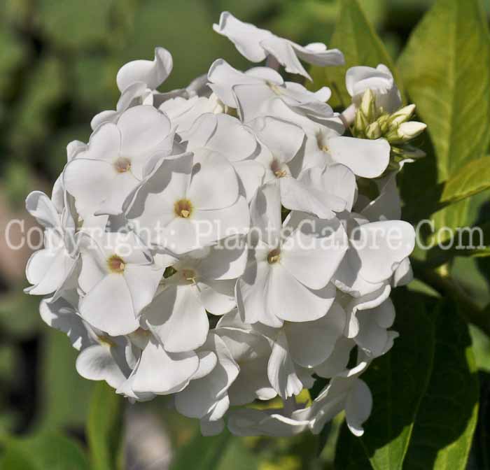 PGC-P-Phlox-paniculata-David-05-2012-02