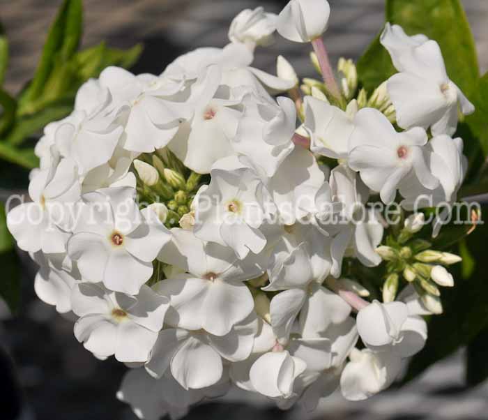 PGC-P-Phlox-paniculata-David-2011-02