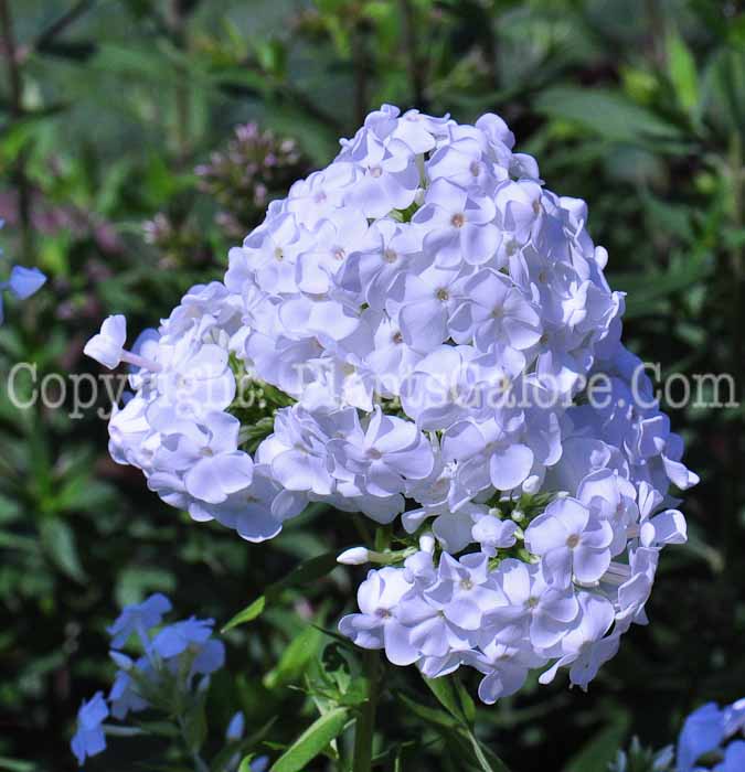 PGC-P-Phlox-paniculata-David-713-1-1