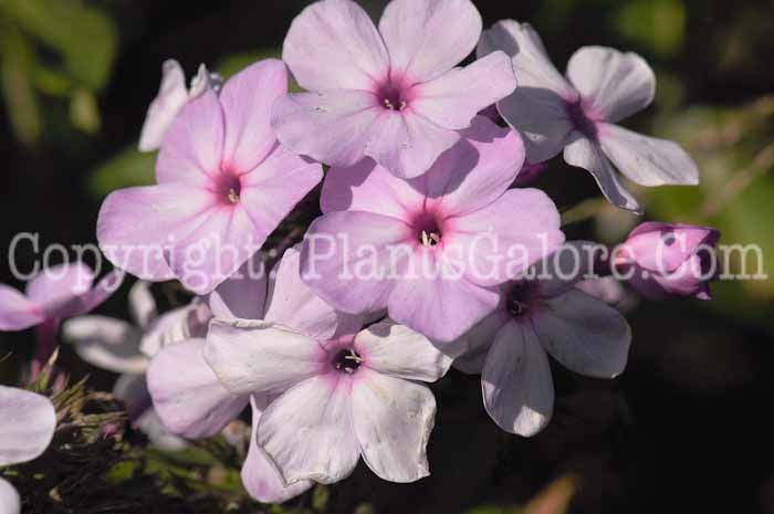 PGC-P-Phlox-paniculata-David-Pink-2010-02