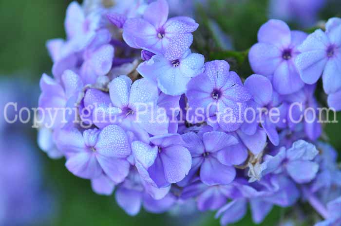 PGC-P-Phlox-paniculata-Davids-Lavender-813v-1