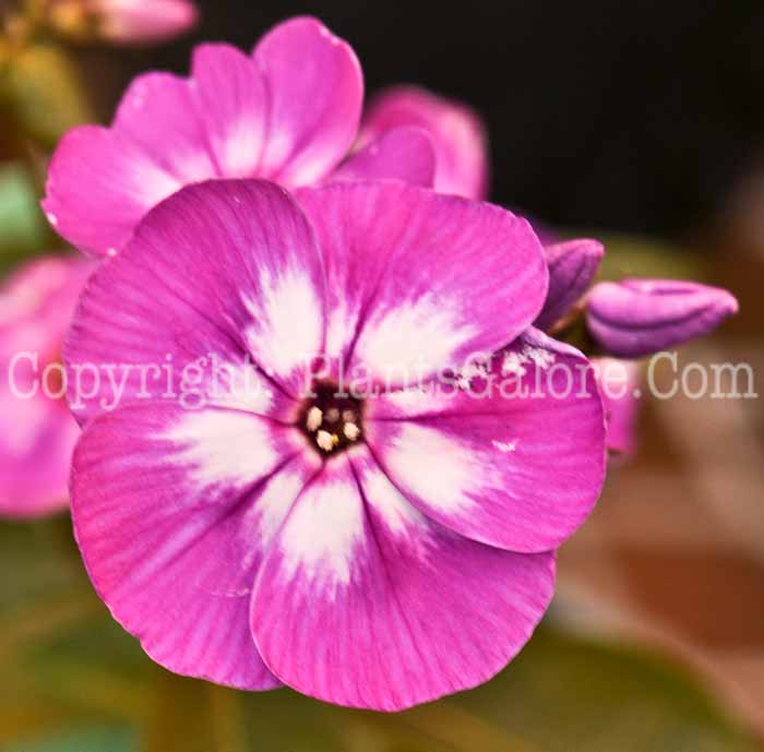 PGC-P-Phlox-paniculata-Eva-Cullum-2010-d002