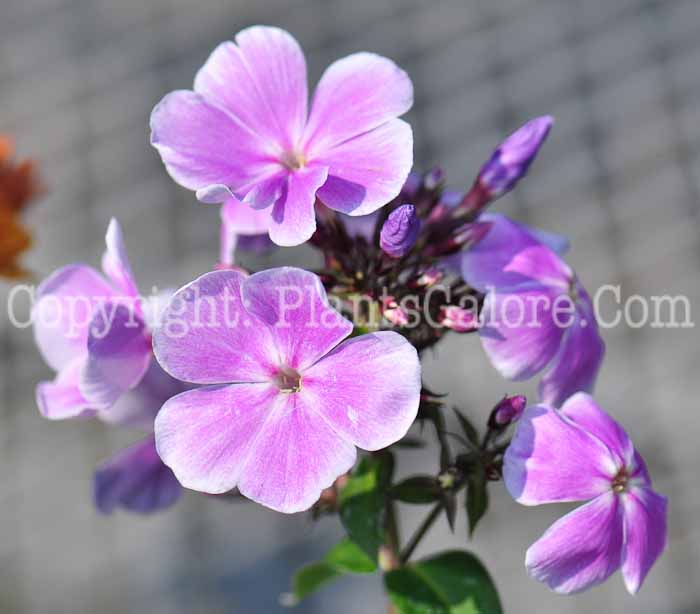PGC-P-Phlox-paniculata-Franz-Schubert-1013s-1