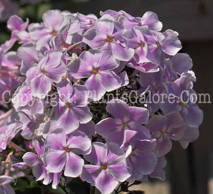 PGC-P-Phlox-paniculata-Franz-Schubert-1-2010