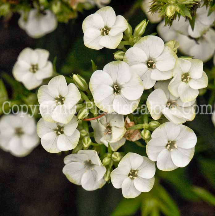 PGC-P-Phlox-paniculata-Jade-2010-02