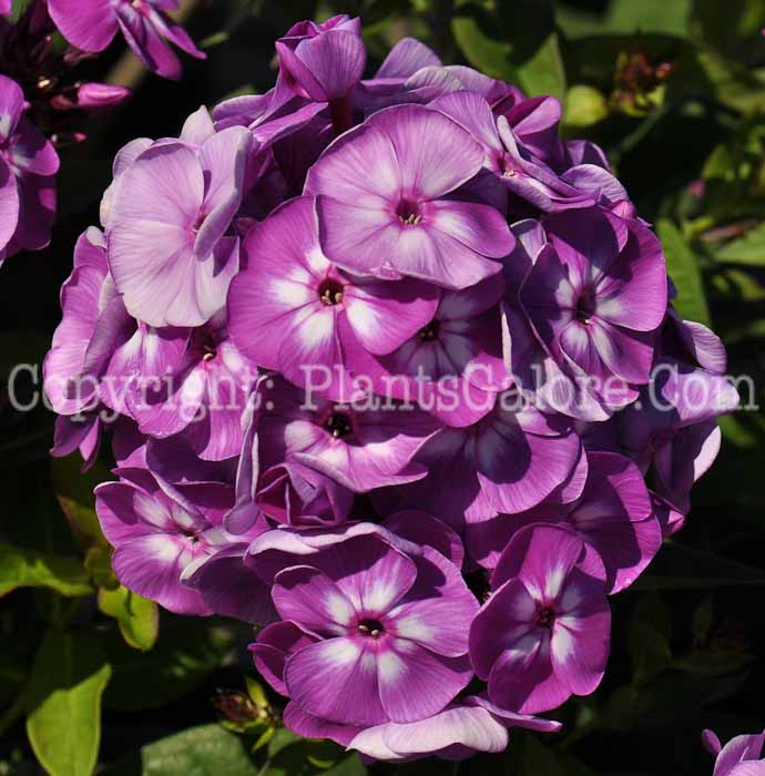 PGC-P-Phlox-paniculata-Laura-2010-02-2