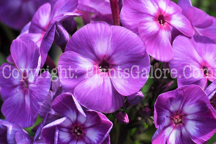 PGC-P-Phlox-paniculata-Laura-813-1