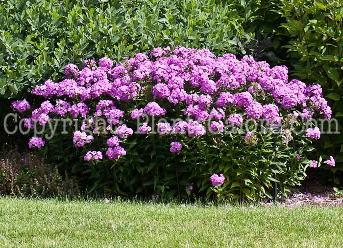 PGC-P-Phlox-paniculata-Lilac-Flame-0714-1